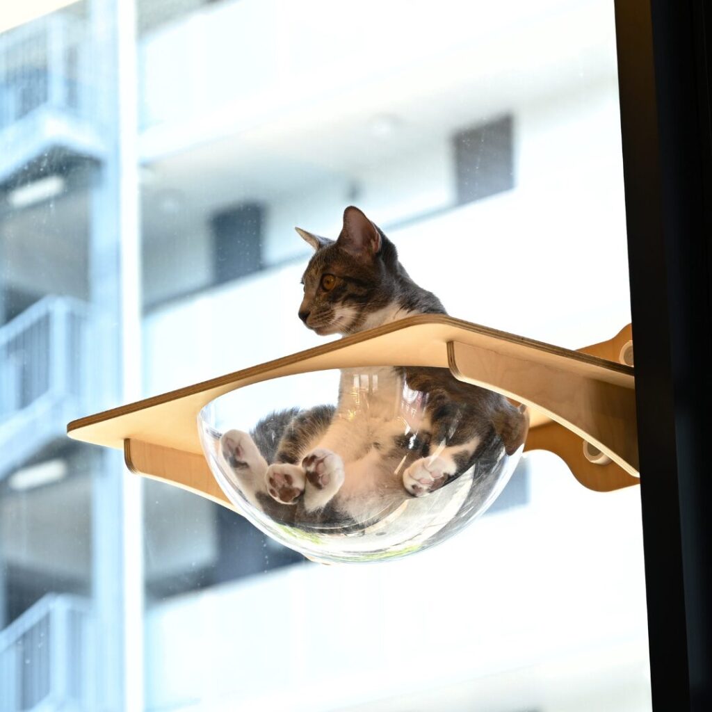 ボウルに入っている猫