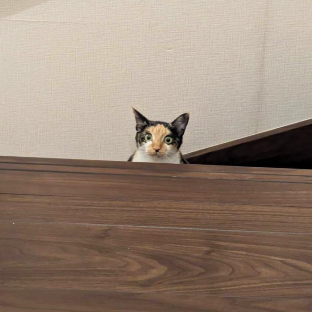 初めての階段