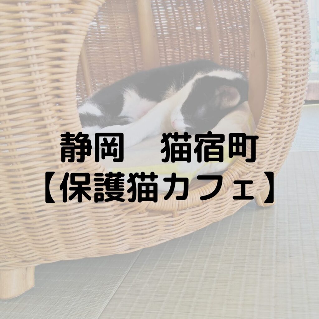 静岡　猫宿町に行ってきた！｜保護猫カフェ