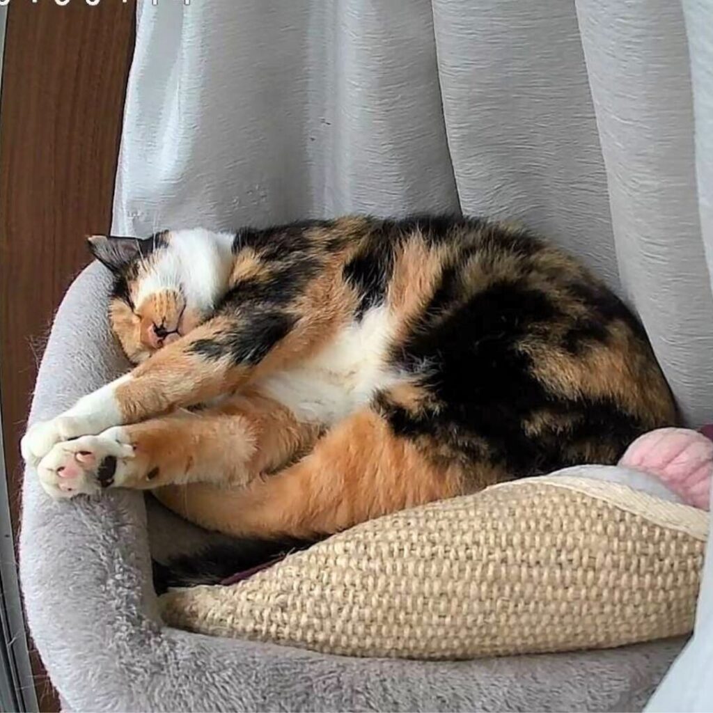 ぐっすり寝る綾さん