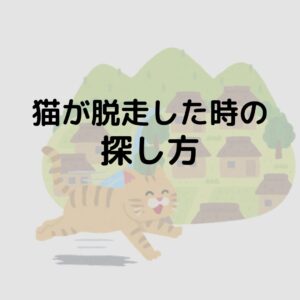 猫が脱走した時の探し方!場所や時間帯など探すコツを紹介します!