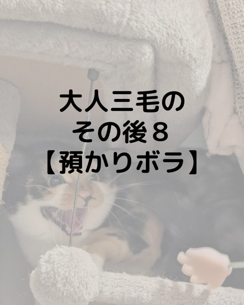大人三毛のその後8【預かりボランティア】シャーシャーです