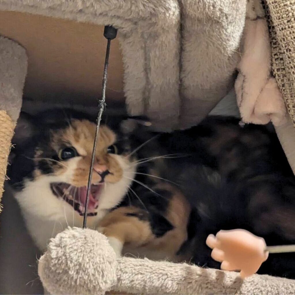 威嚇をする綾さん