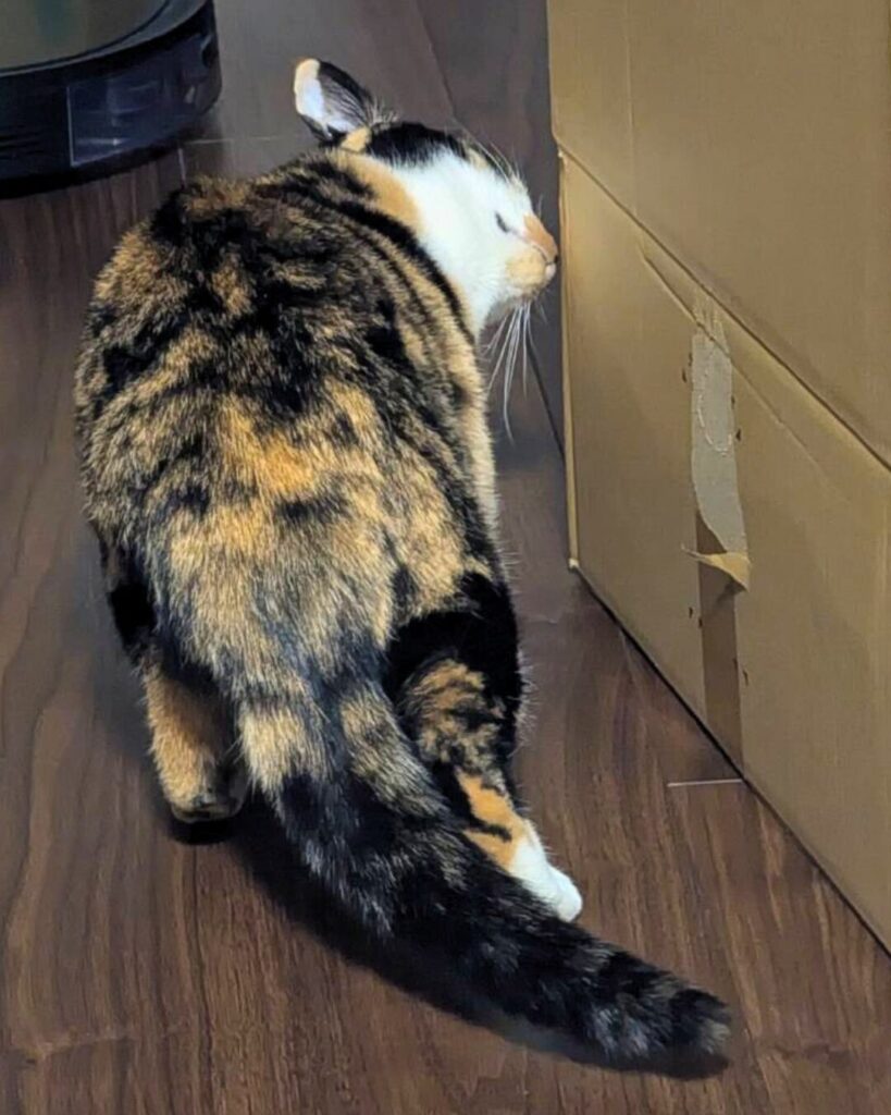 段ボールを嗅ぐ綾さん