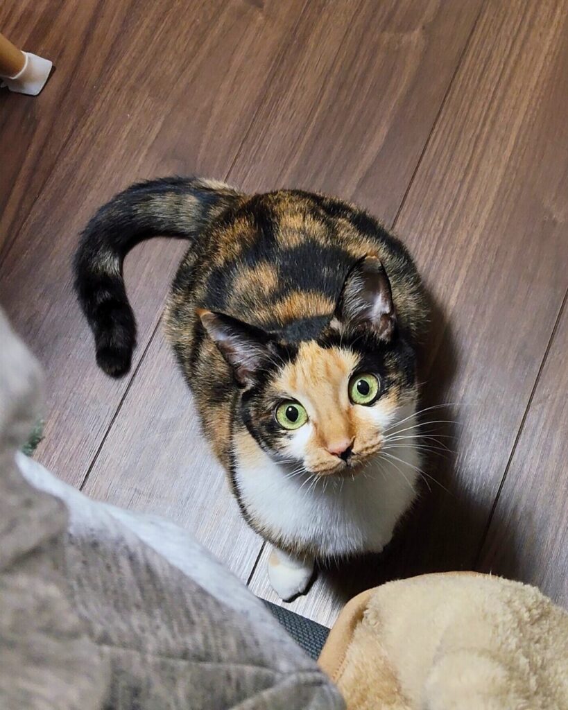 下から見てくる綾さん