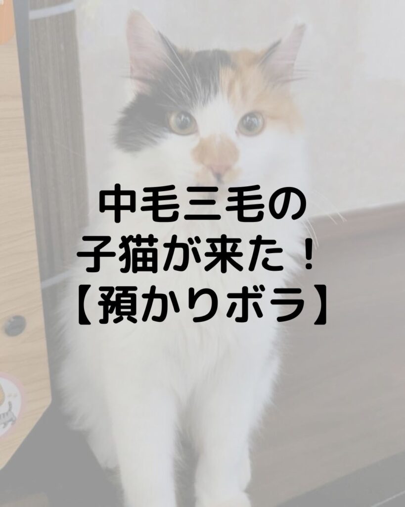 中毛三毛の子猫がうちに来た！【預かりボランティア】人大好き！