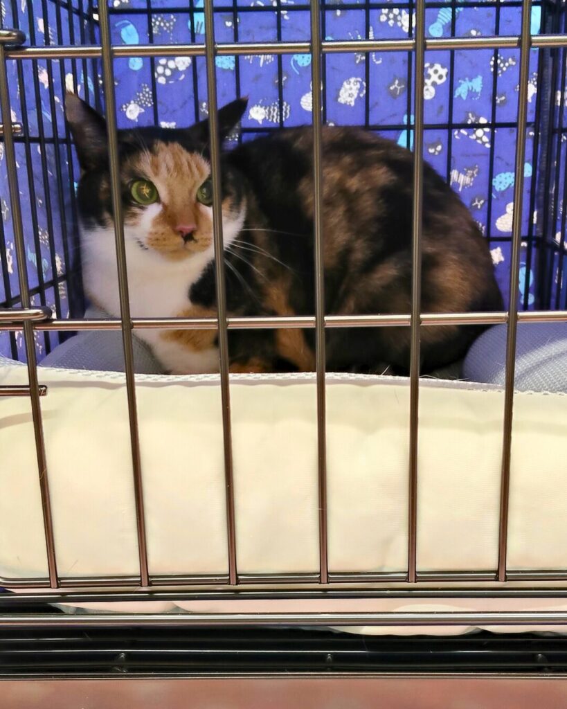 前回の譲渡会の様子