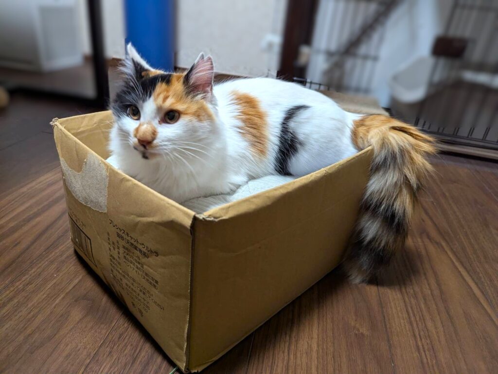 中毛三毛の子猫