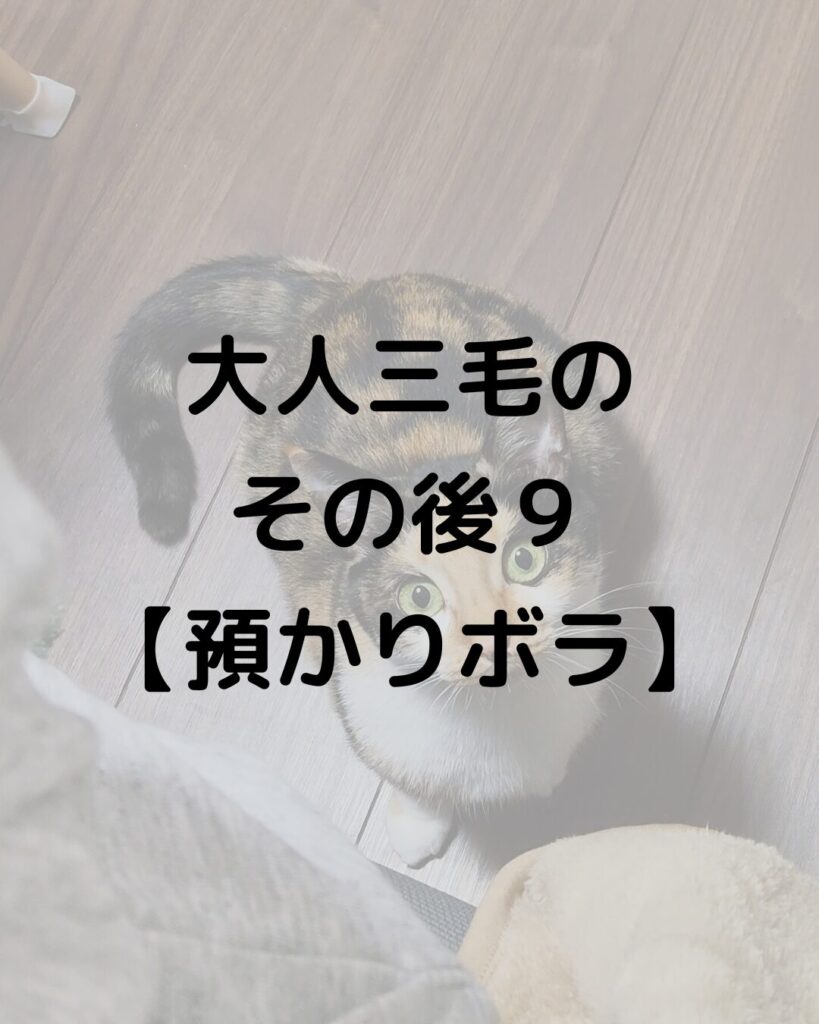 大人三毛のその後9【預かりボランティア】中々距離が縮まりません