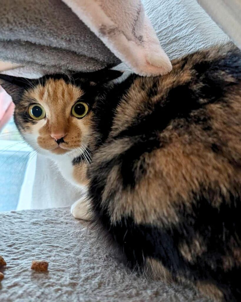 目がまん丸の綾さん