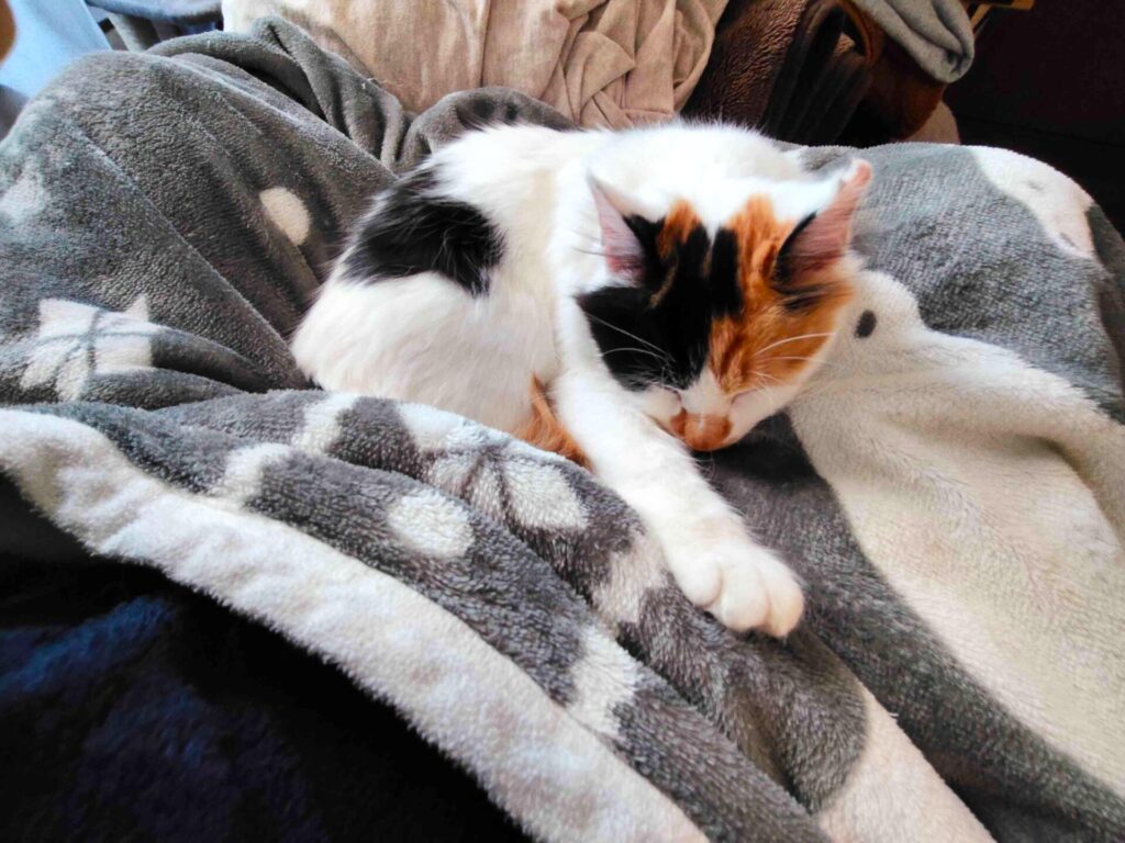 寝ているムームー