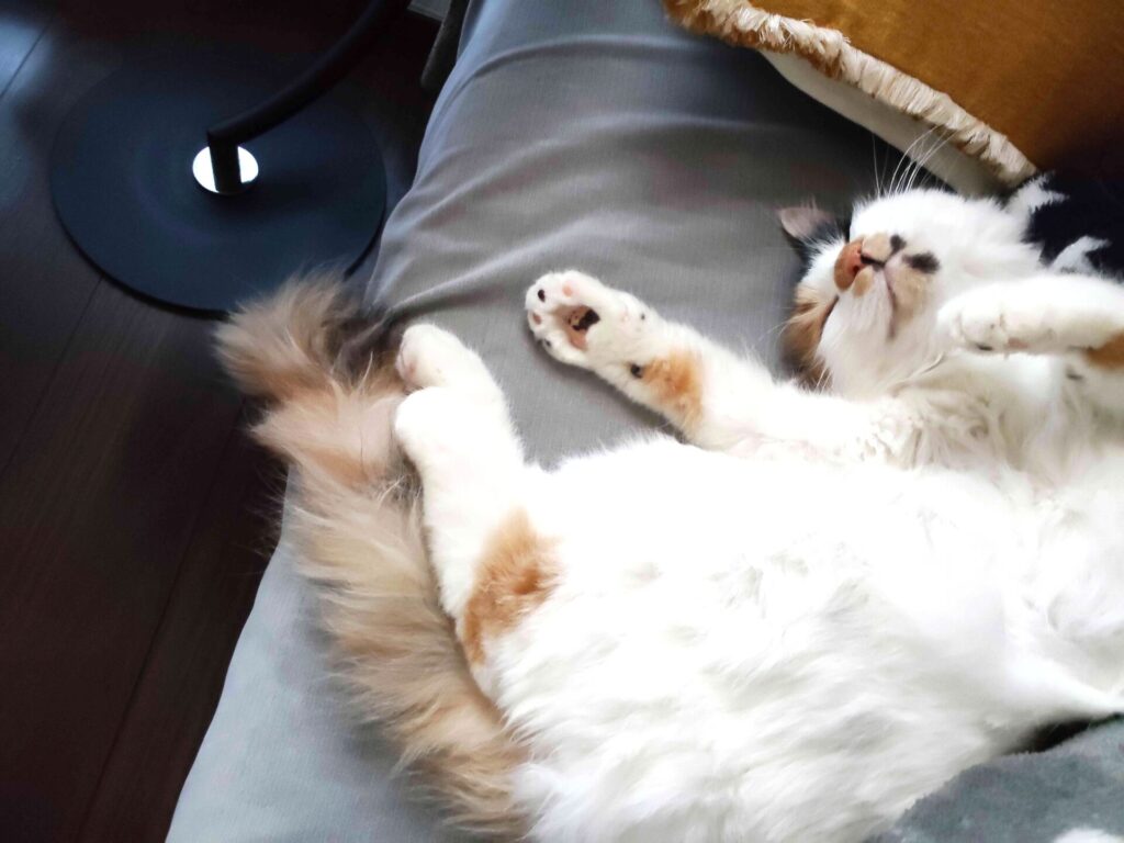 最近のムームー