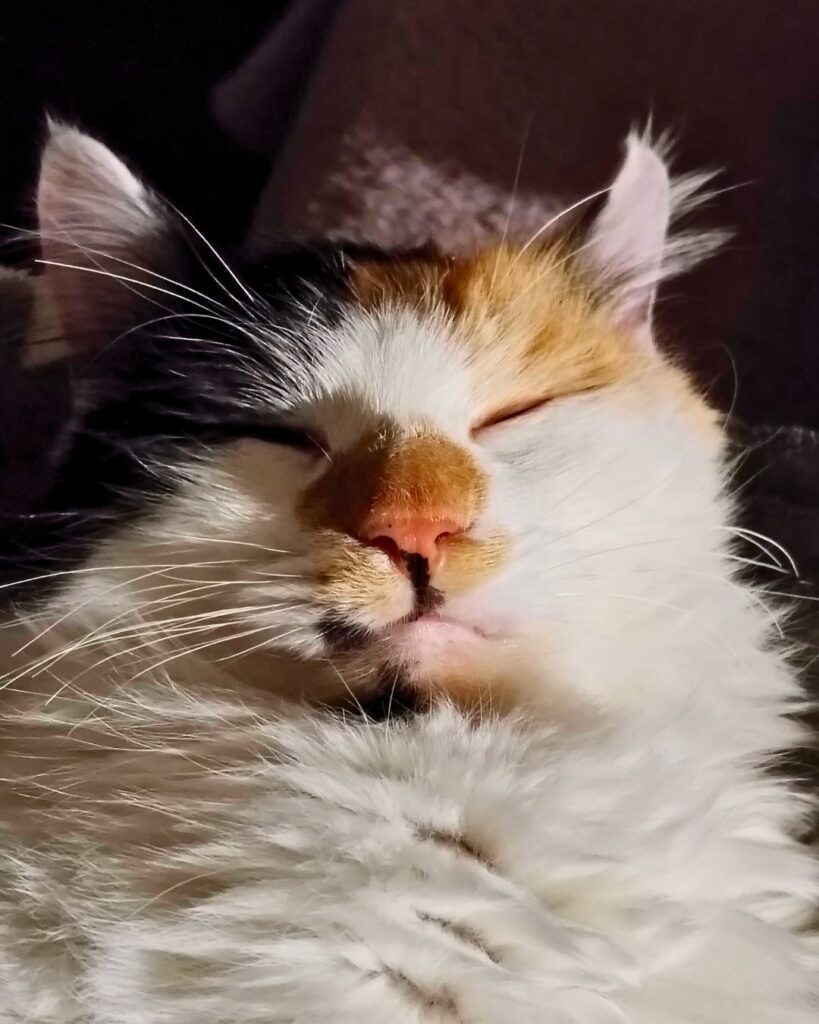 ぐっすりなムームー