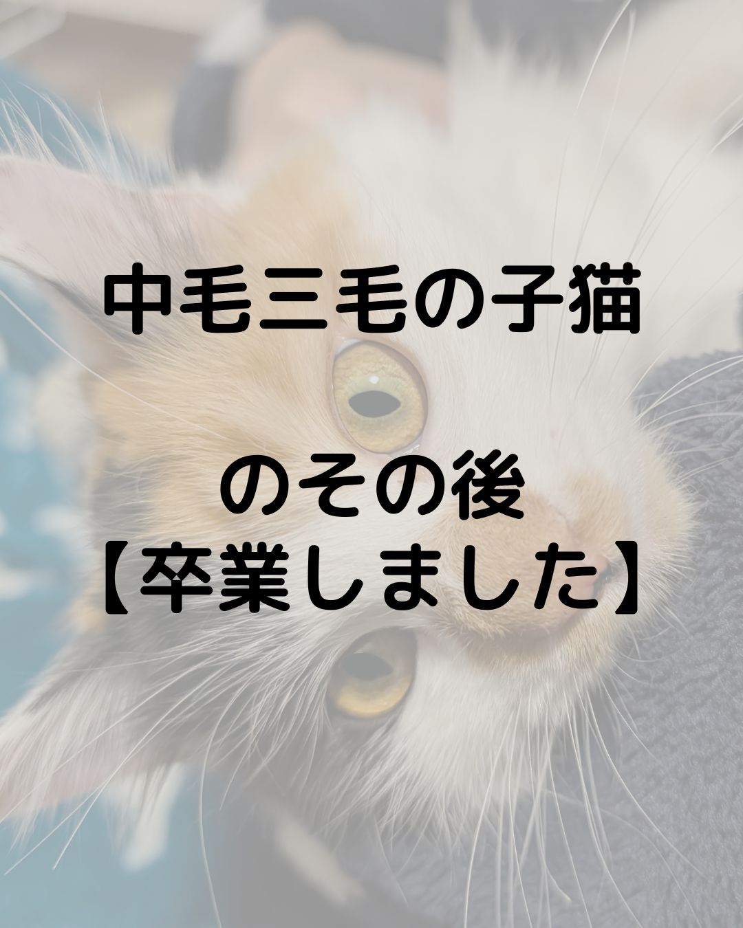 中毛三毛の子猫のその後【預かりボランティア】卒業しました
