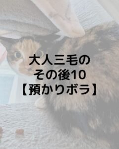 大人三毛のその後10【預かりボランティア】ちょっとナーバスに…