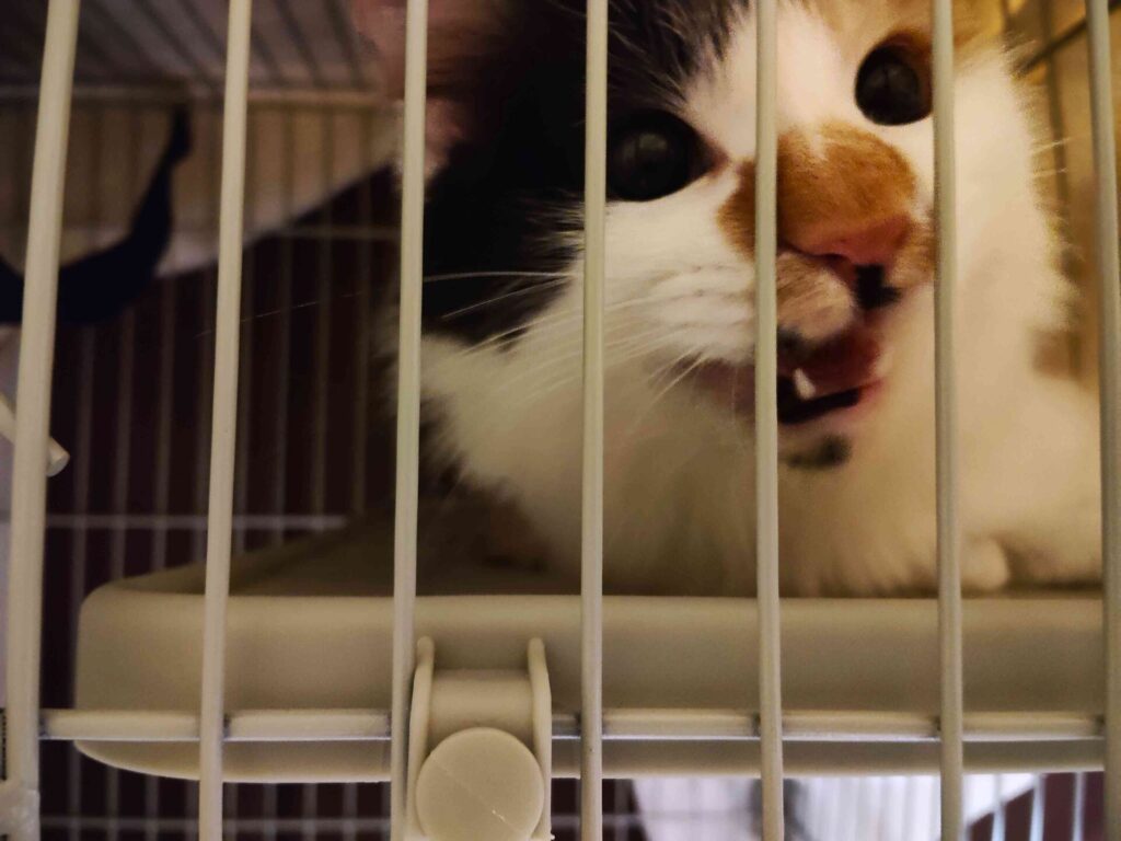 ムームー、トライアルへ