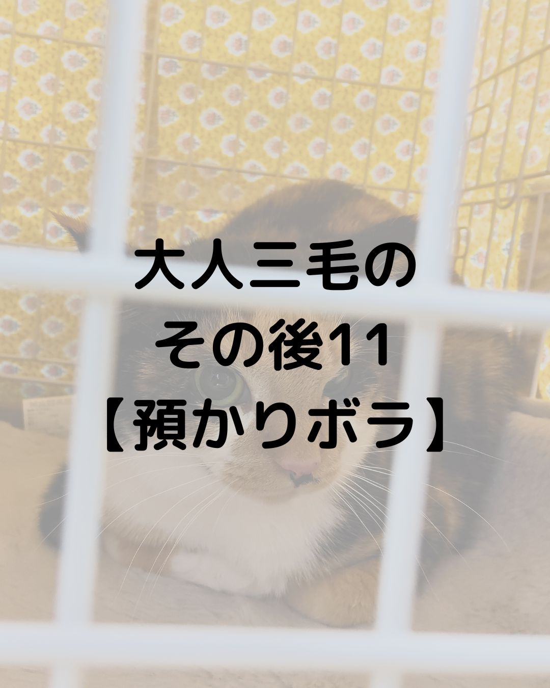 大人三毛のその後11【預かりボランティア】手からおやつを食べました