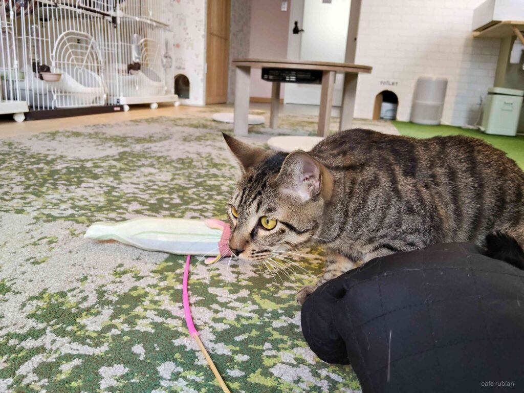 元気な猫