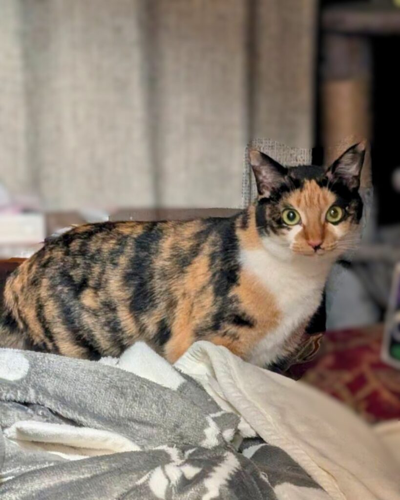 こちらを見る綾さん