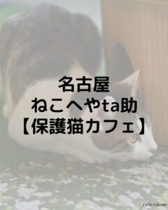 名古屋　ねこへやta助に行ってきた！｜保護猫カフェ