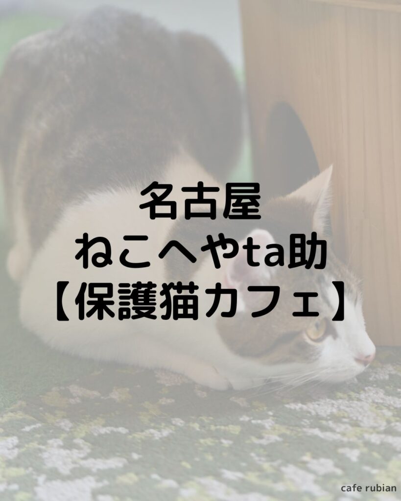 名古屋 ねこへやta助に行ってきた!|保護猫カフェ