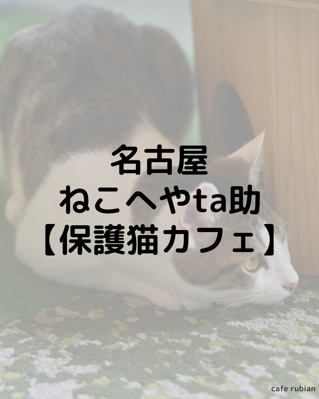 名古屋　ねこへやta助に行ってきた！｜保護猫カフェ