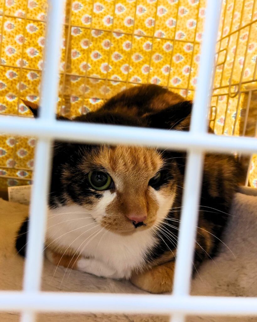 譲渡会の綾さん