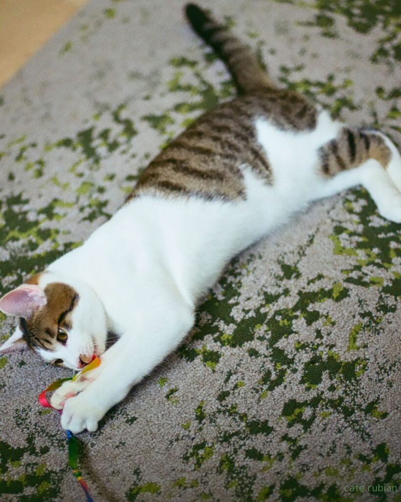 おもちゃで遊ぶ猫