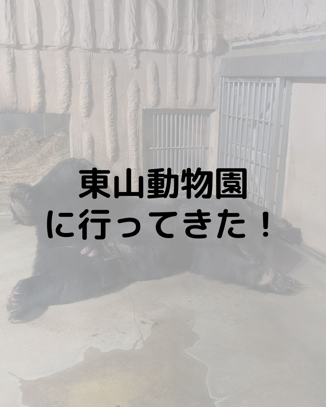 【東山動物園】に行ってきた！マヌルネコ・トラにシャバーニも！