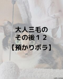 大人三毛のその後12【預かりボランティア】1年経ちました