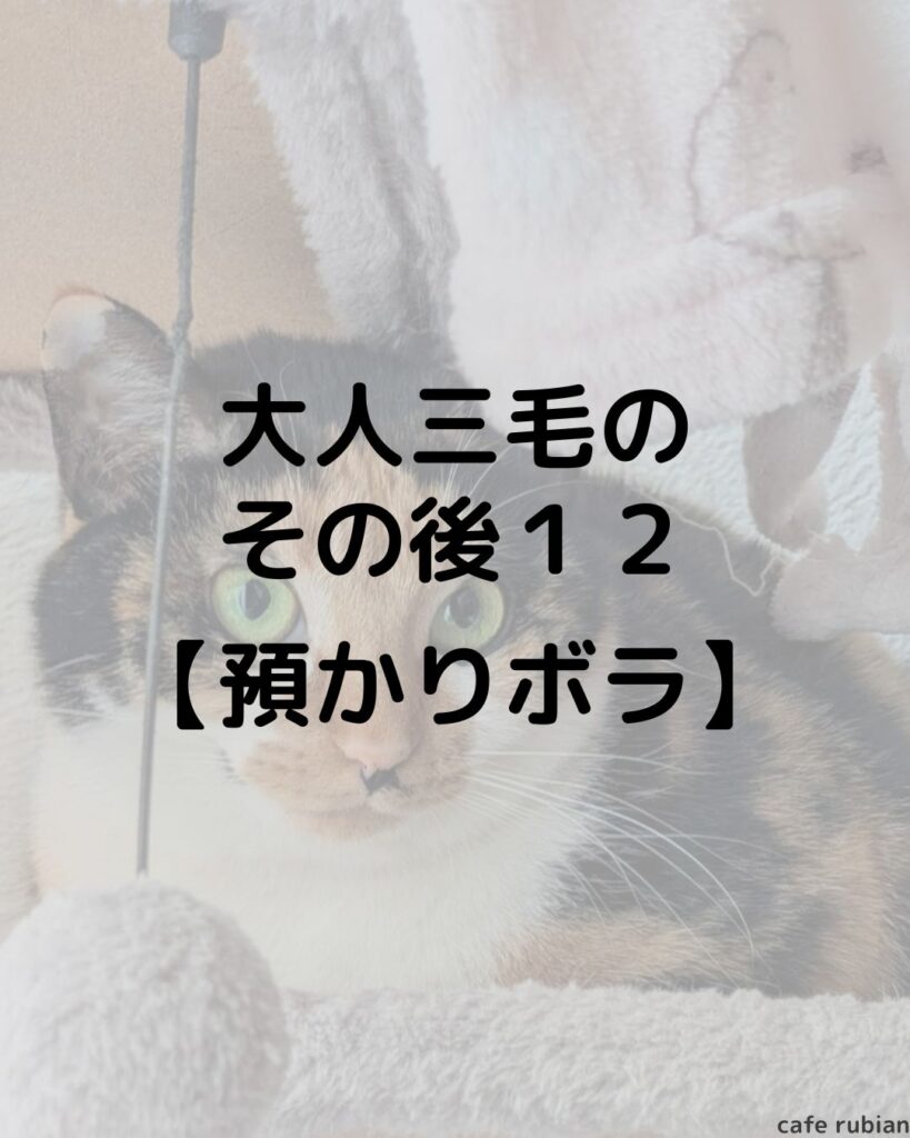 大人三毛のその後12【預かりボランティア】1年経ちました