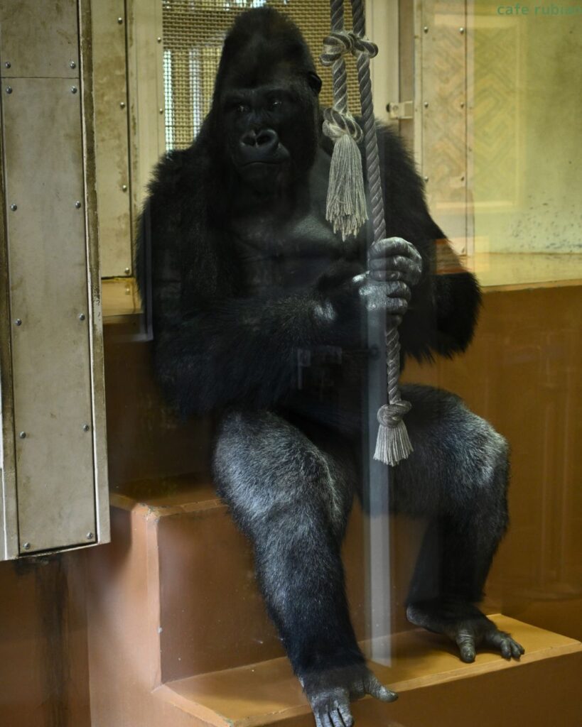 ニシゴリラのシャバーニ