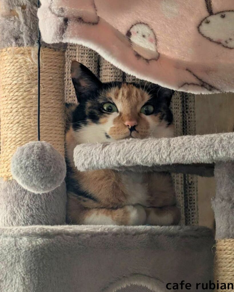 お手々ないない綾さん