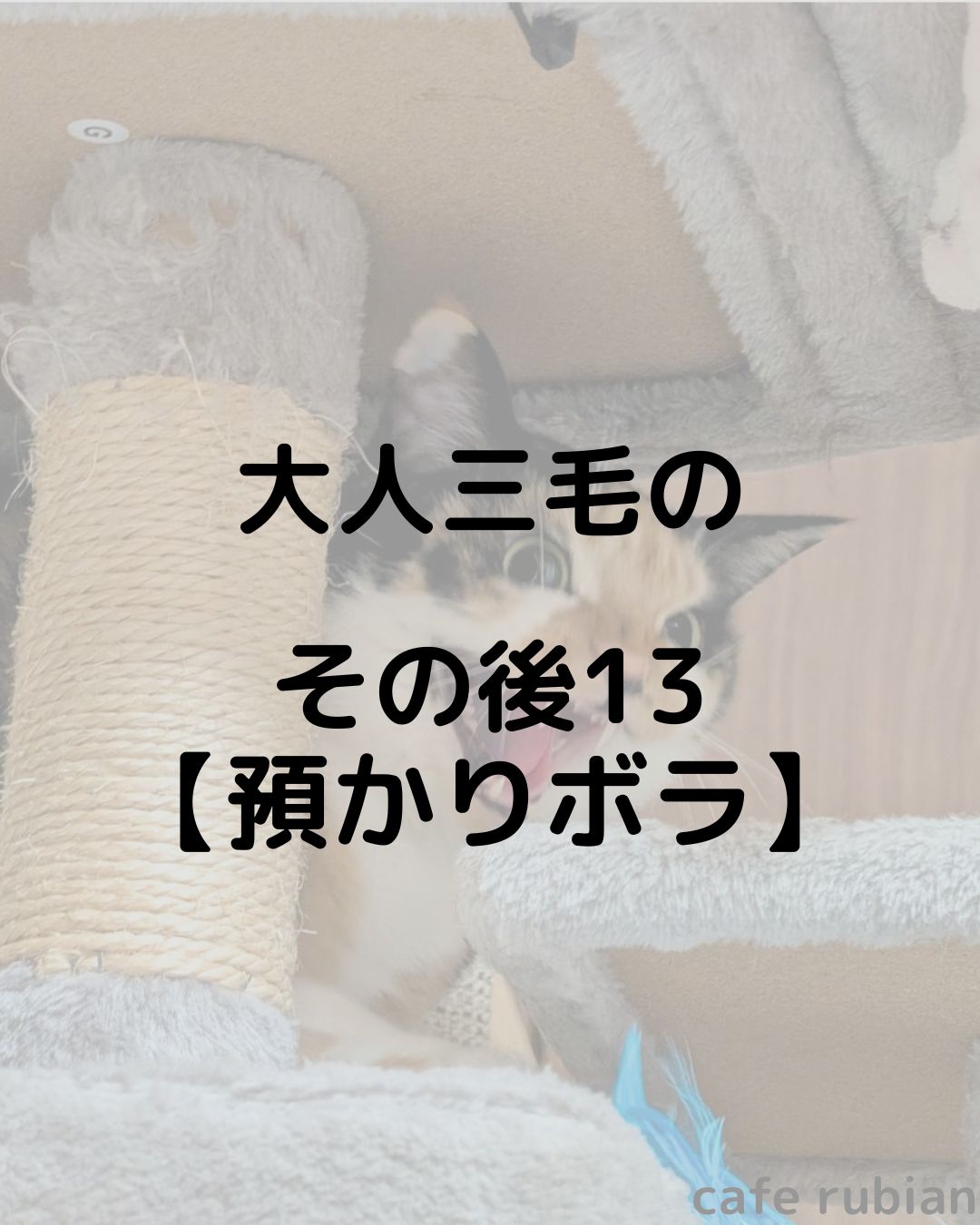 大人三毛のその後13【預かりボランティア】キャットタワーの主です