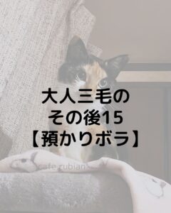 大人三毛のその後15【預かりボランティア】トライアル決定！！
