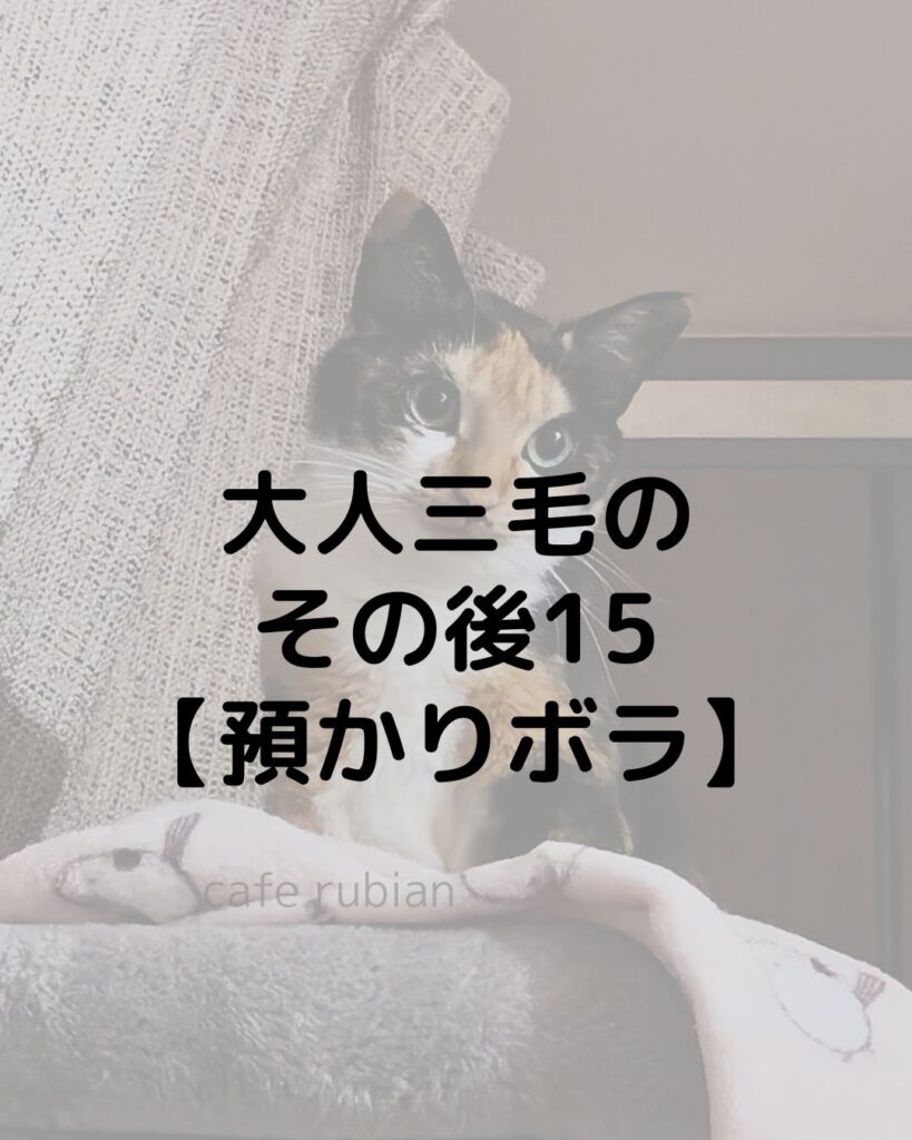 大人三毛のその後15【預かりボランティア】トライアル決定!!