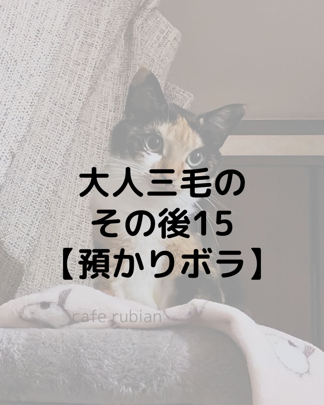 大人三毛のその後15【預かりボランティア】トライアル決定！！