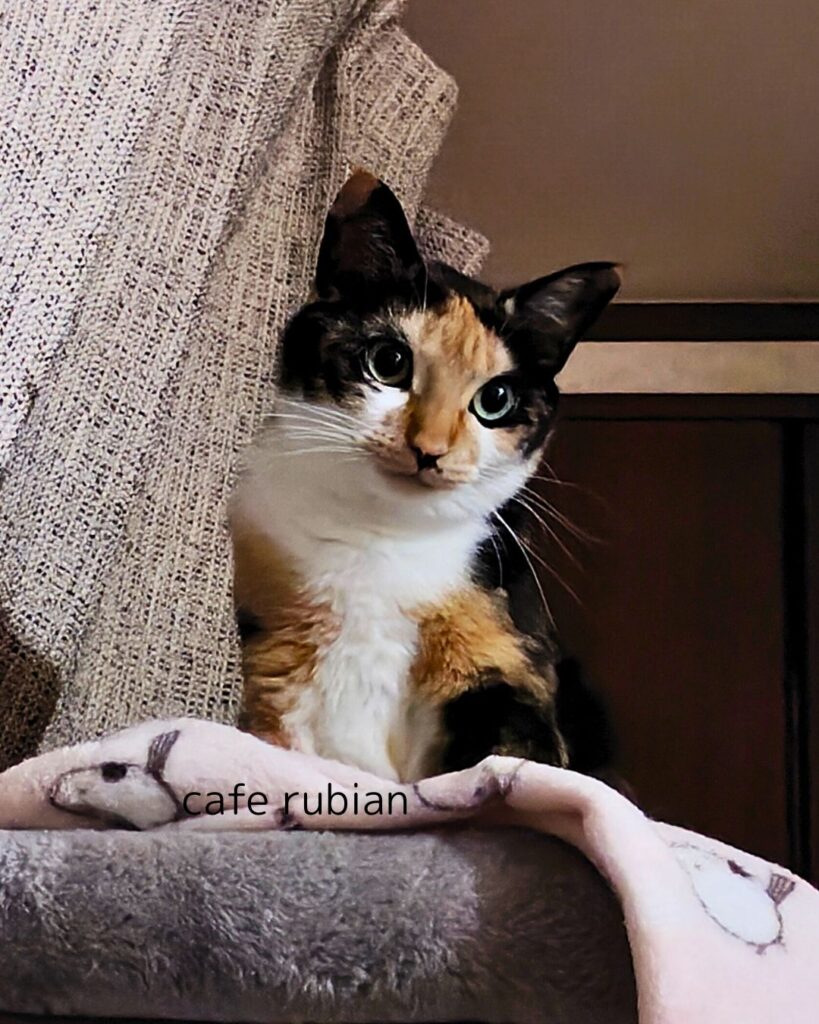 キャットタワーにいる綾さん