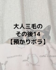 大人三毛のその後14【預かりボランティア】人前でも寝ています