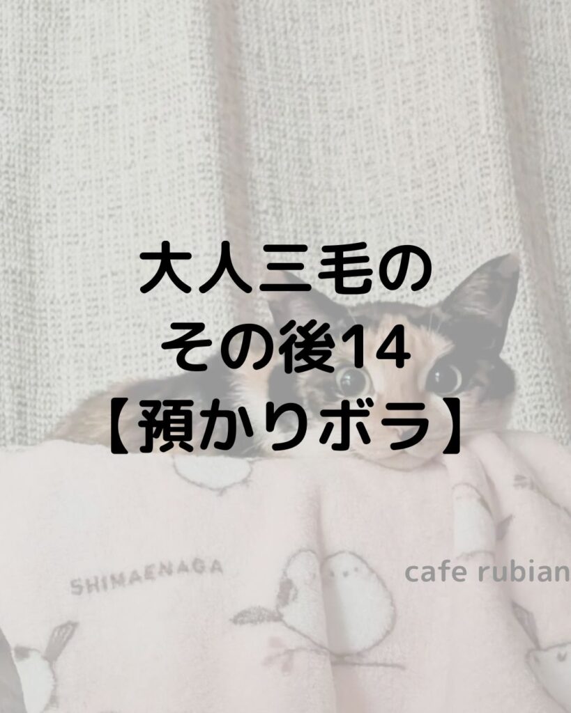 大人三毛のその後14【預かりボランティア】人前でも寝ています