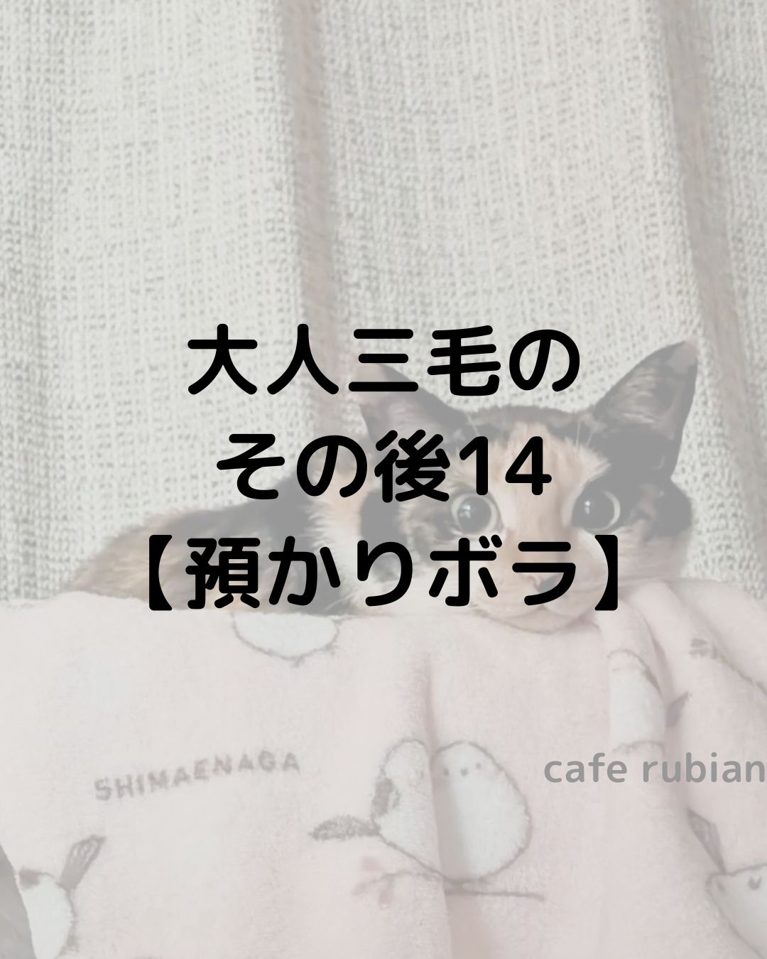 大人三毛のその後14【預かりボランティア】人前でも寝ています