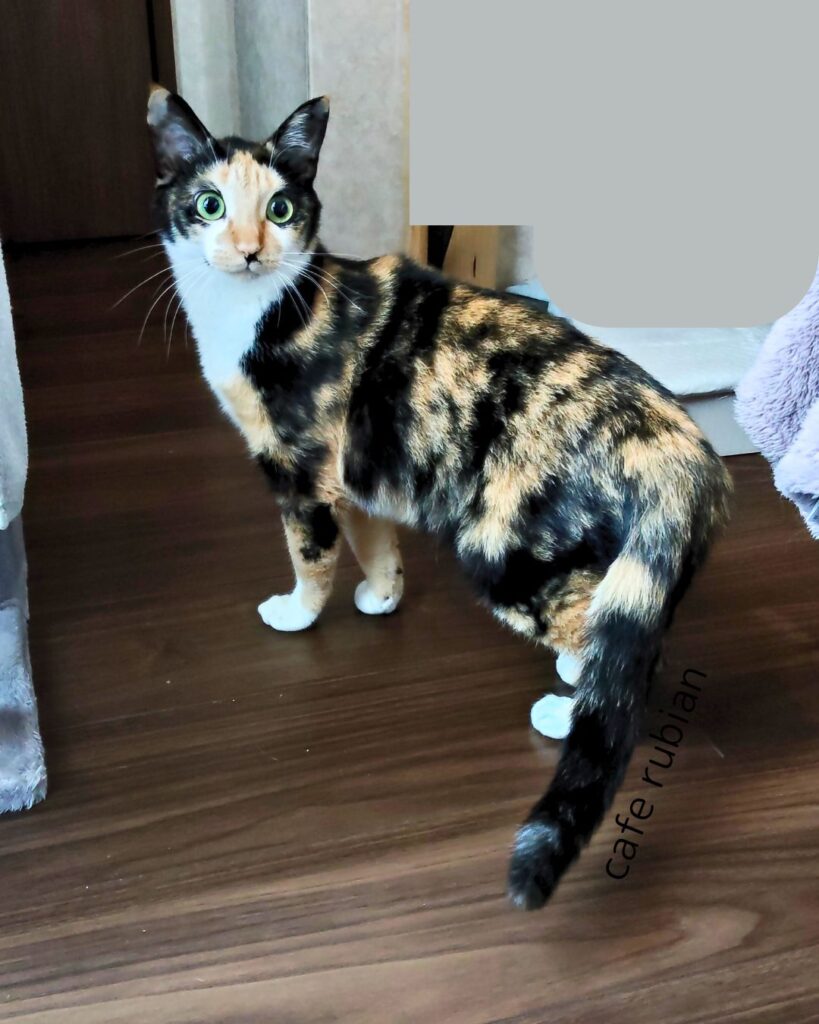 綾さんの現状