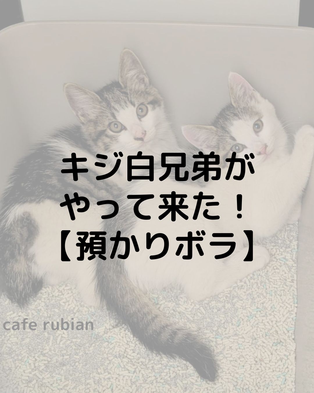 新たにキジ白の子猫兄弟２匹が来ました【預かりボランティア】パヤパヤの子猫たちです