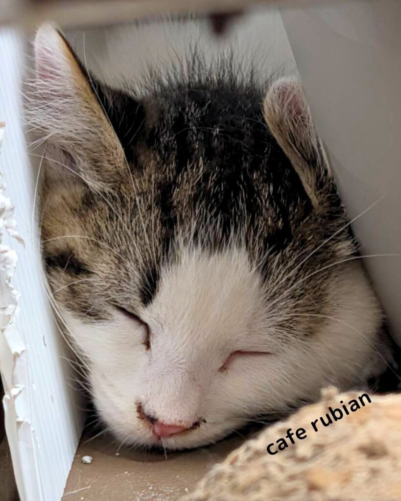 ネロ