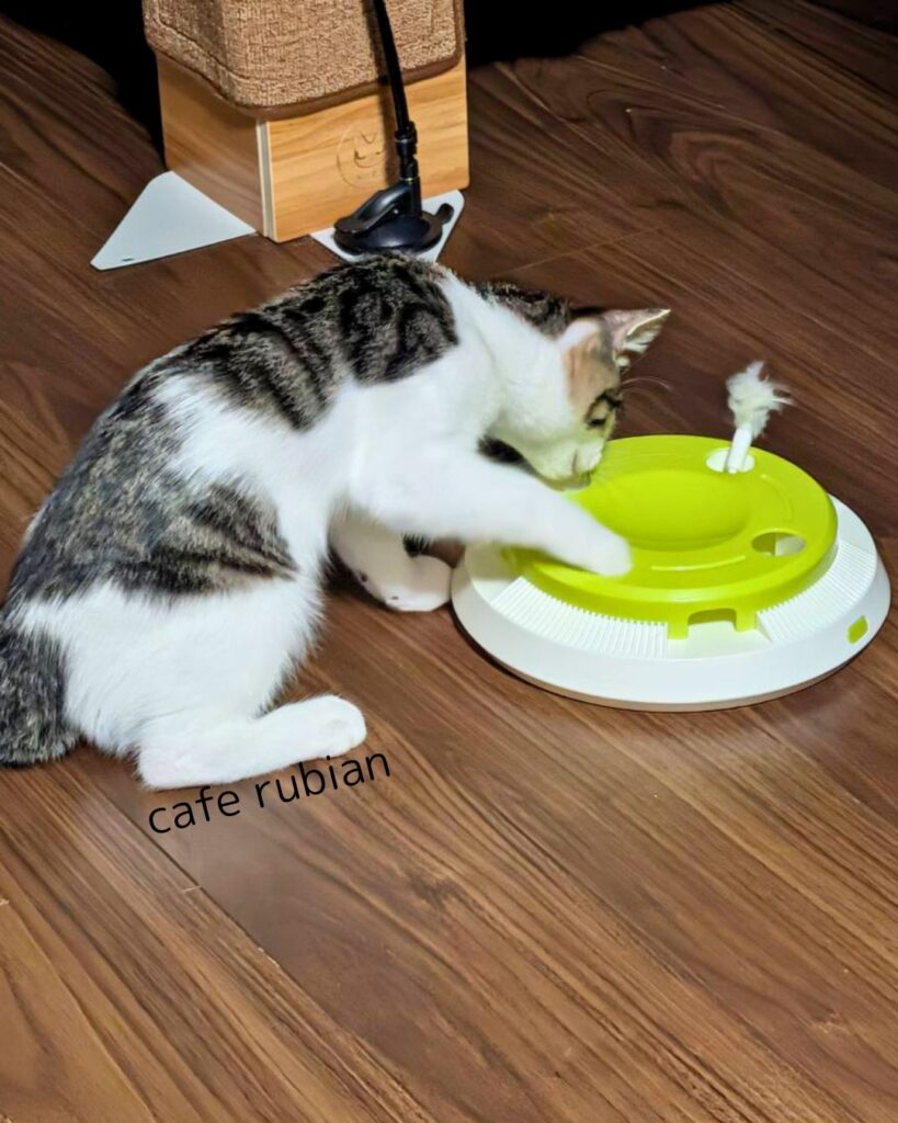 おもちゃで遊ぶ子猫