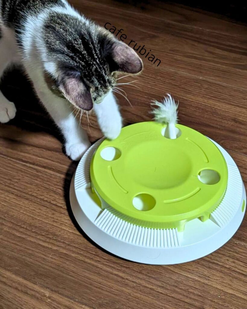 おもちゃで遊ぶ子猫