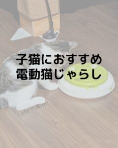 おすすめの電動猫じゃらしを紹介します!羽付きで子猫の一人遊びにおすすめ!