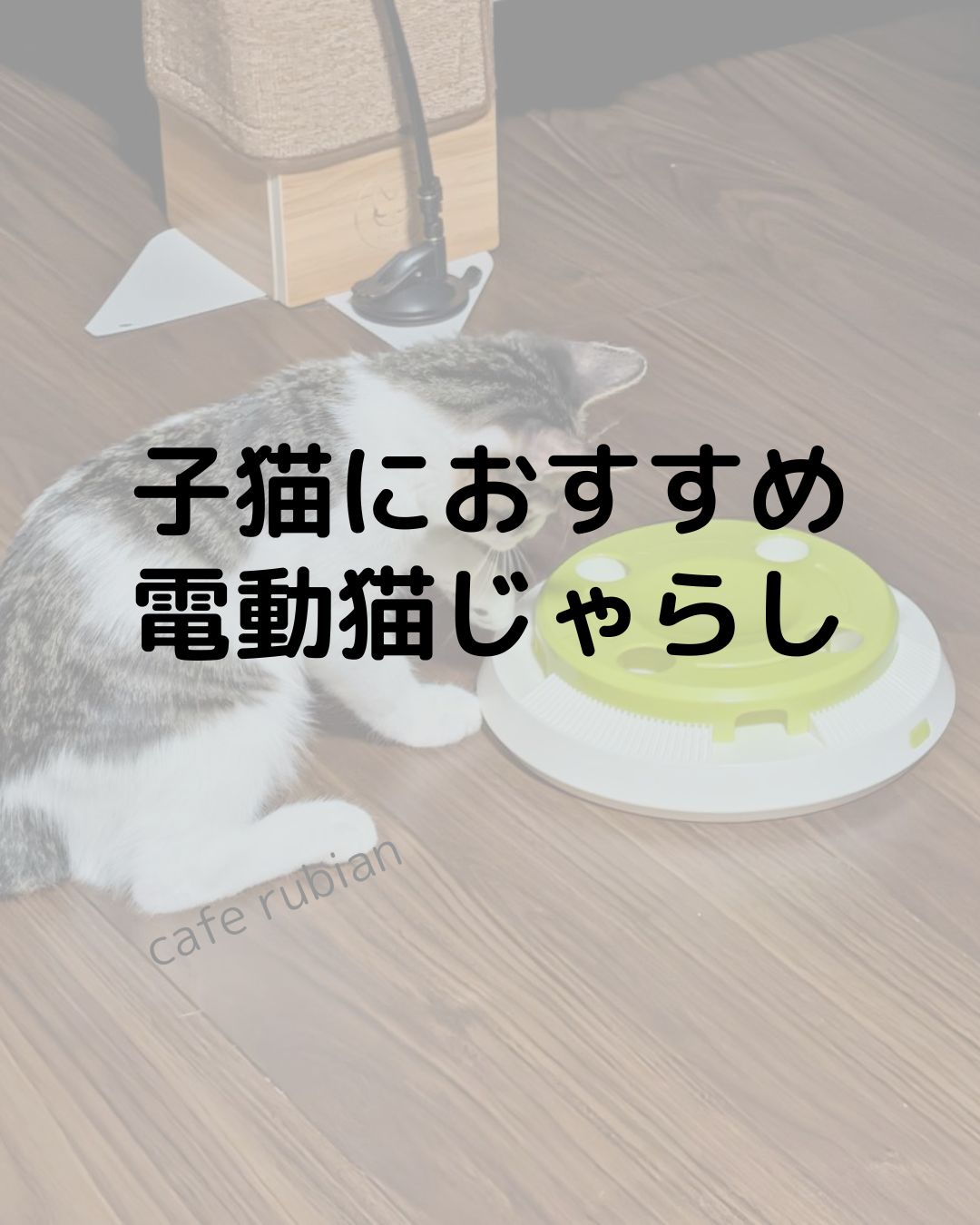 おすすめの電動猫じゃらしを紹介します！羽付きで子猫の一人遊びにおすすめ！