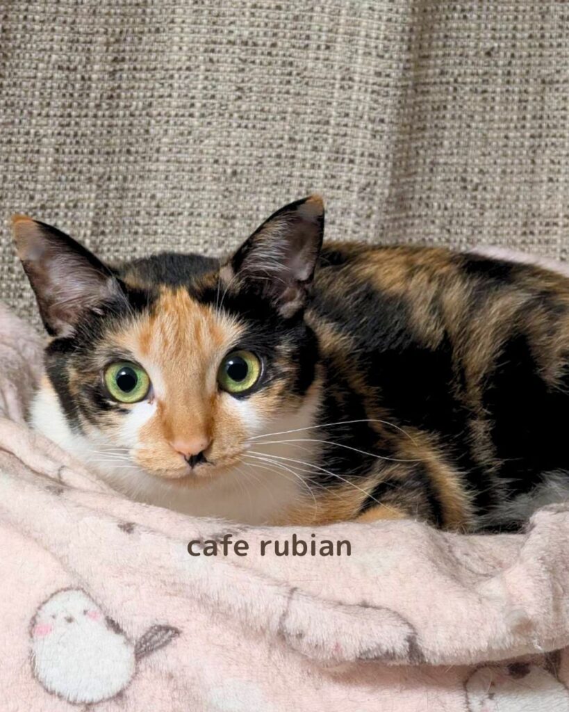 キャットタワーにいる綾さん