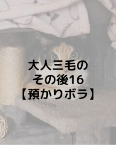 大人三毛のその後16【預かりボランティア】無事に卒業しました!